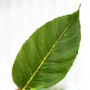 Stylized leaf icon