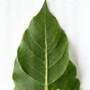 Stylized green leaf icon