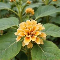 Ashwagandha plant