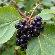 Elderberry fruit and leaves