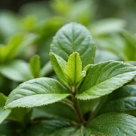 Green tea leaves